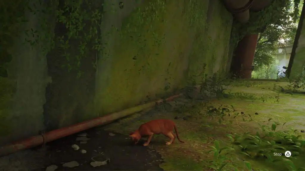 تحميل لعبة ستراي Stray للكمبيوتر مجانا